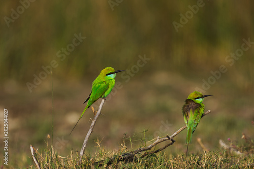 Foto Asian Green Bee Eater found around riverbed of Chhaya Porbandar Gujarat India