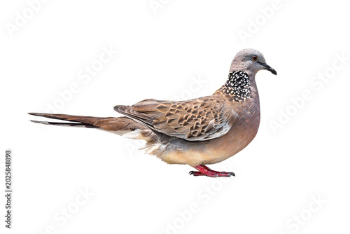 Spotted Dove (Streptopelia chinensis) on white background,bird isolated