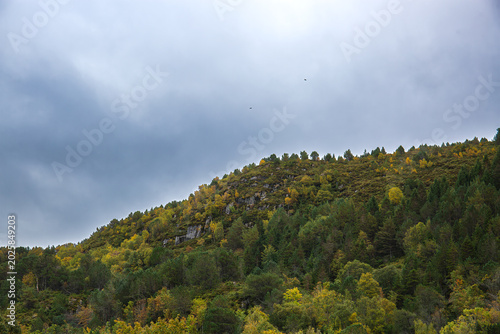 Autumn trees growing on a mountainside on a gloomy day