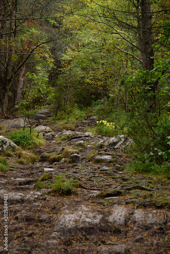 A forest trail that leads through the woods