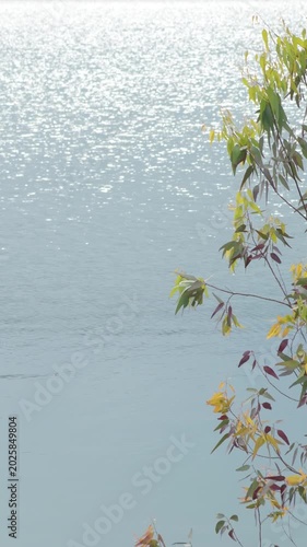 Eucalyptus leaves with a lake at background a sunny day. 4K Vertical