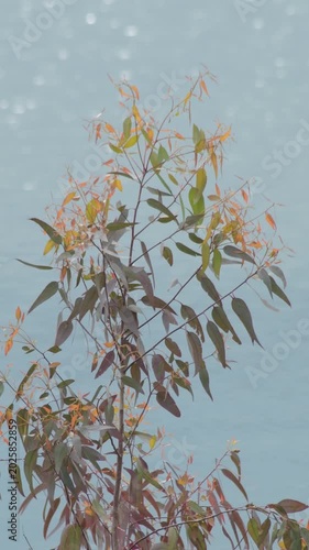 Leaves of Eucalyptus half submerged in a lake. 4K Vertical