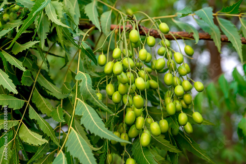 Konstfotografi Fresh Neem fruit on tree with leaf on nature background, A leaves of neem tree and fruits growing natural medicinal