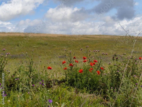 Bright red flowers bloom in a green field under a partly cloudy sky during a sunny day in spring