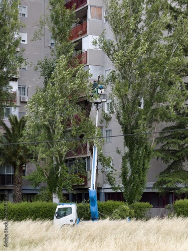 Worker uses a lift to trim trees near a residential building on a sunny day in an urban area
