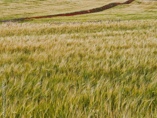 Golden fields stretch across the landscape with a path cutting through the grass in a rural setting on a sunny day