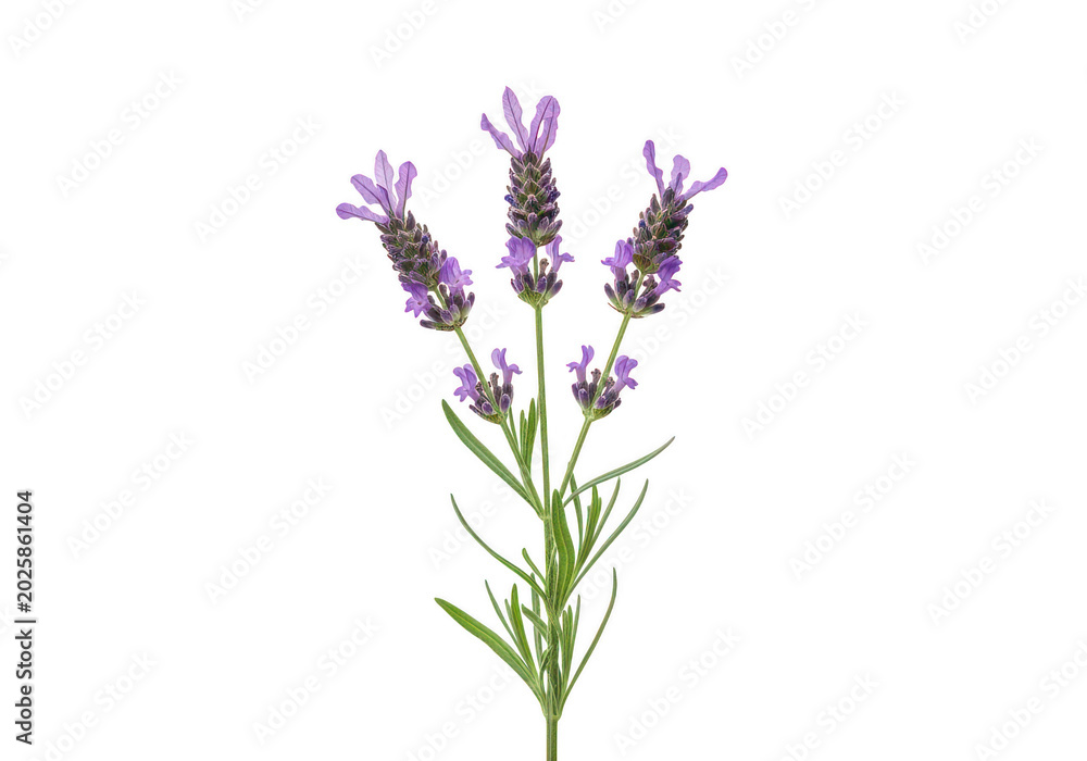 Obraz premium Three purple lavender flower stems isolated on a transparent background