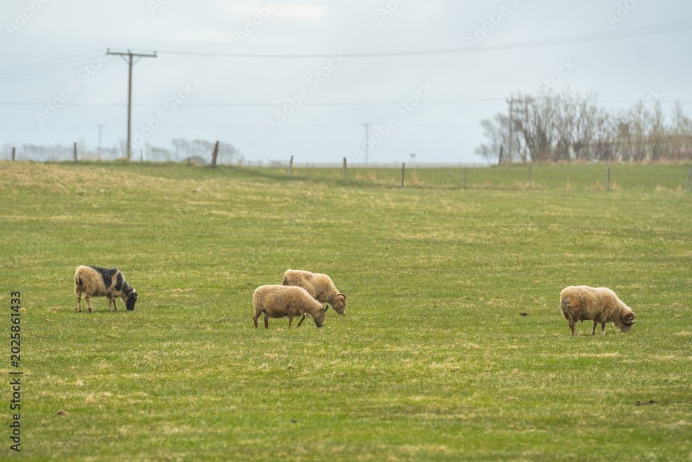 Fototapeta premium Icelandic sheep grazing peacefully in a green countryside pasture in Iceland on an overcast day