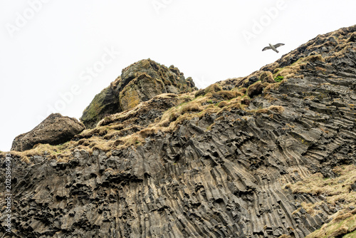 Billede på lærred Seagull landing on basalt columns, natural pillars of hardened volcanic rock, fa