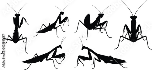 Foto Praying Mantis silhouettes collection