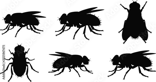 Bild auf Leinwand Insect Fly stencil templates