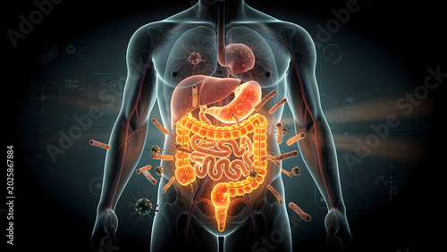 Transparent human anatomy with Ebola infection