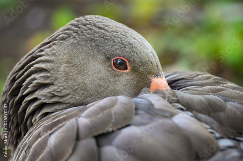 Wildgans Detail Kopf seitlich mit Auge offen