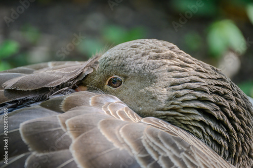 Wildgans Detail Kopf seitlich mit Auge offen