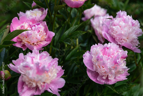 Pink Sorbet peonies blooming in summer garden after rain, romantic flower close-up with raindrops, lush green foliage, natural outdoor floral background, no people, elegant botanical scene