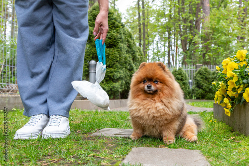 Dog owners pick up after their dogs. Person with dog waste bag and Pomeranian dog in park