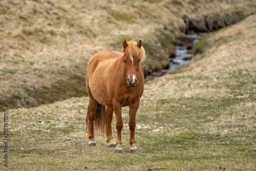 Foto A free beautiful red roan Icelandic horse, a breed of horse developed in Iceland