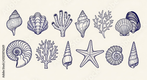 Detailed hand drawn illustrations of various sea shells starfish coral and fossilized ammonite in a vintage sketch style with starfish ammonite collection illustration nautical underwater