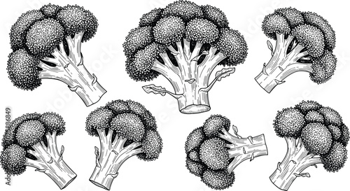 Tableau sur toile Vintage broccoli engraving vector set