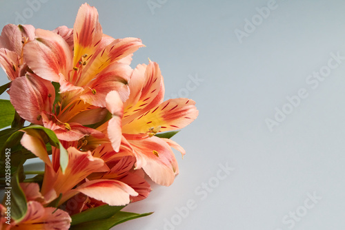 red alstroemerias bouquet with empty space for text