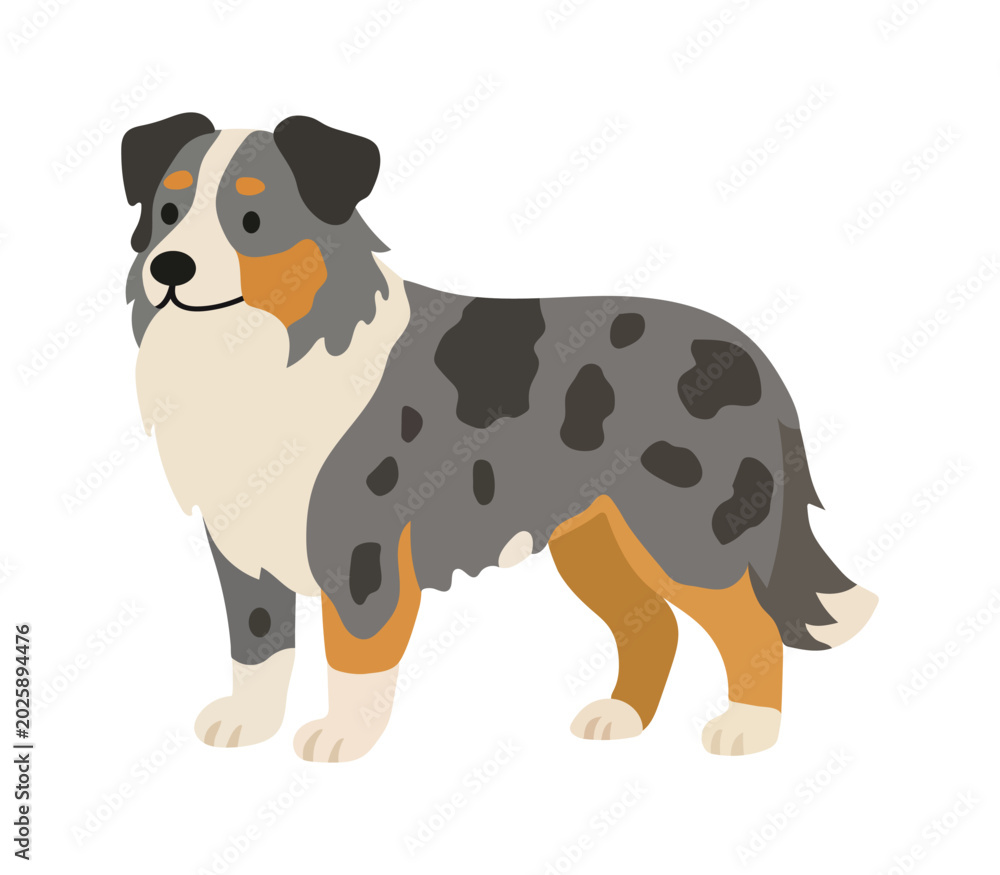 Naklejka premium Australian shepherd dog isolated on white background. Puppy pet canine animal bred. Vector flat illustration