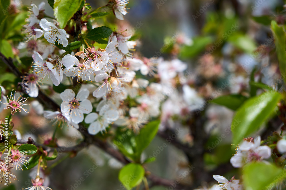 Fototapeta premium Prunus fruticosa European dwarf cherry White blossoms with fresh green leaves on shrub branches. Small deciduous shrub known as European dwarf cherry produces tart fruit and showy blooms.