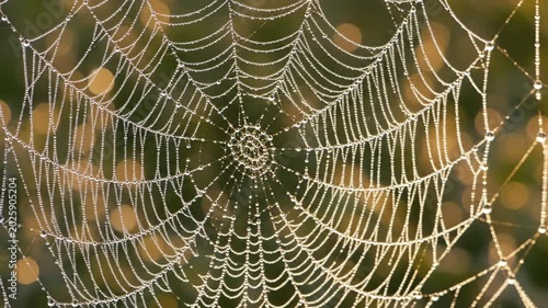 Close-Up of a Spider Web with Dew Drops in a Natural Setting