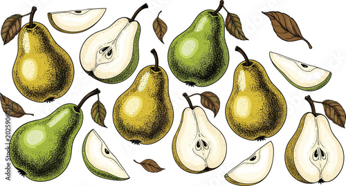 Bild auf Leinwand Vintage pear engraving vector color set
