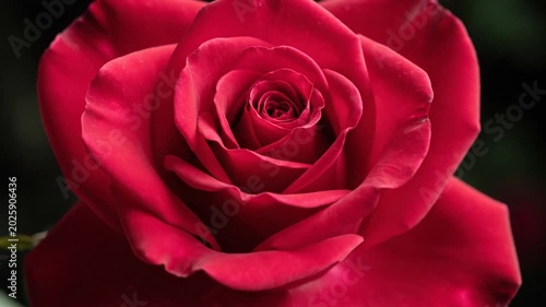 Close-Up of Red Rose Blooming Sequence