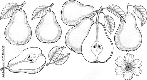 Canvastavla Vintage pear engraving vector elements