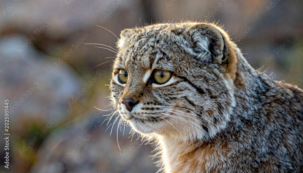Fototapeta premium Wild Pallas's Cat Close-Up Portrait with Wide Pupils in Natural Rocky Habitat