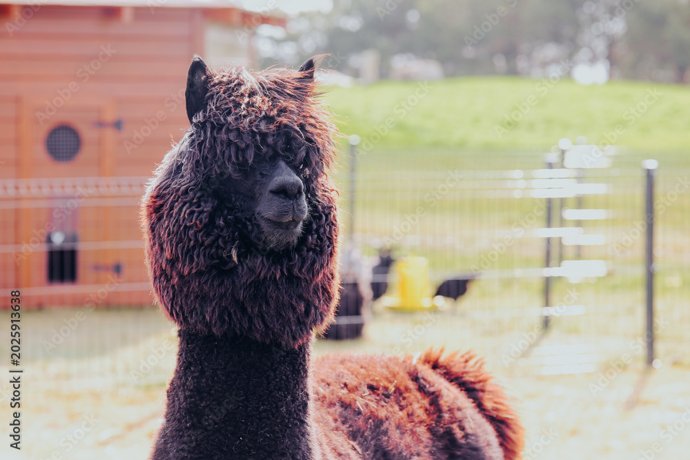 Fototapeta premium Black alpaca standing in a grassy field with a wooden barn