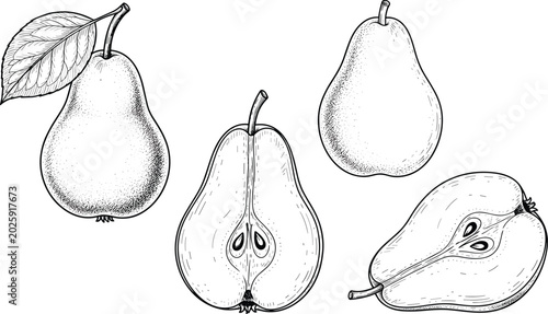 Billede på lærred Vintage pear engraving vector set