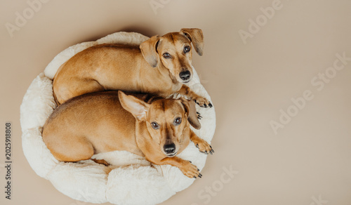 Foto Two dachshunds looking up from cozy bed for attention, pet emotion or home comfo