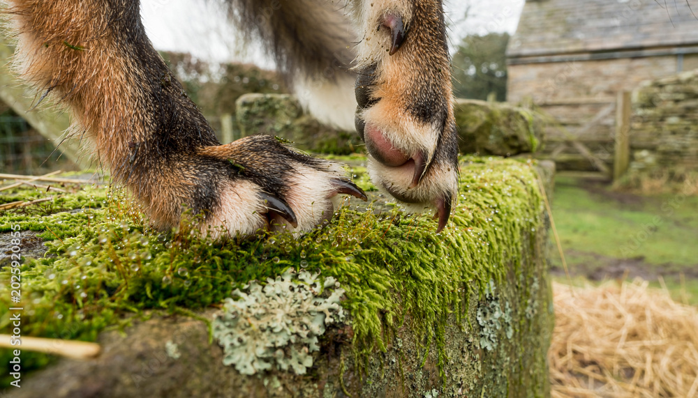 Naklejka premium Detailed view of a fox's paws stepping softly onto a moss-covered stone wall in a traditional British farmyard scene.