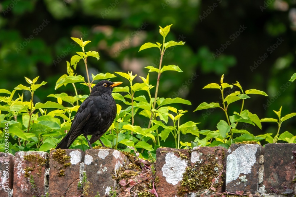 Fototapeta premium portrait of a Blackbird Turdus merula perched on a wall with green leaves in the background
