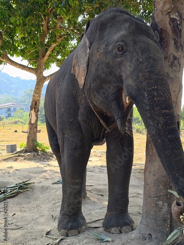 An elephant in a national park in South Asia