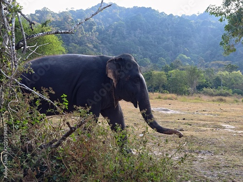 An elephant in a national park in South Asia