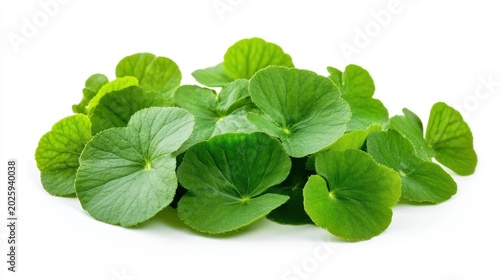 Group of fresh Centella asiatica leaves isolated on white background