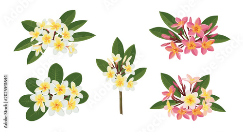 Set of tropical plumeria frangipani flower clusters in pink, white, and yellow hues with lush and vibrant green leaves.