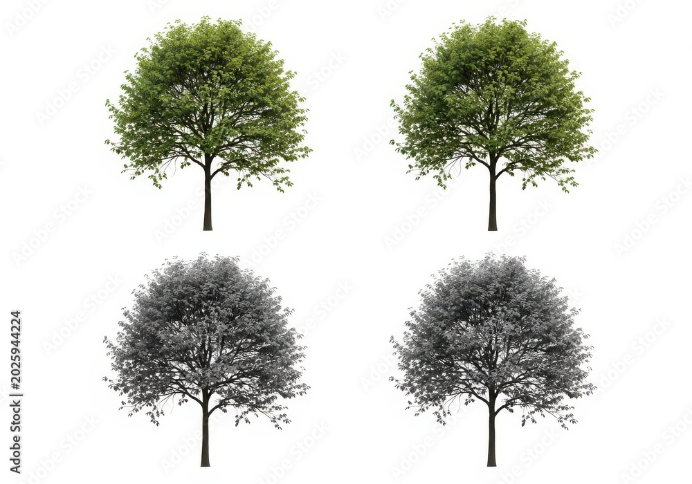 Obraz premium Green leafy tree with four artistic color variations isolated on white background