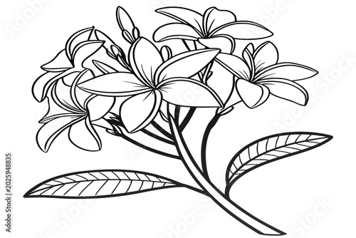 Fotografía coloring page line art the meadow rue flower black vector