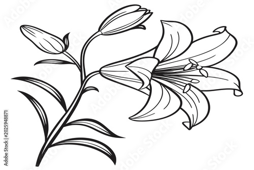 Obraz na plátně coloring page line art the meadow rue flower black vector