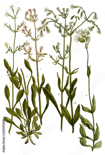 Cuadro en lienzo Botanik, Pflanzen, a