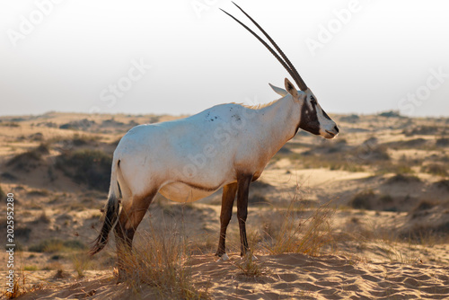 Photography Side view of Arabian oryx in soft desert light, elegant horns and clean dunes creating a calm, minimalist wildlife scene