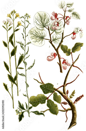 Tableau sur toile Botanik, Pflanzen, a