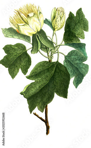 Bilde på lerret Botanik, Pflanzen, Tulpenbaum, Liriodendron tulipifera, Tulipifera virginiana tr