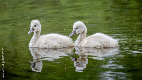 Foto Two cygnets floating on calm water with soft reflections, captured in gentle natural light and serene green tones