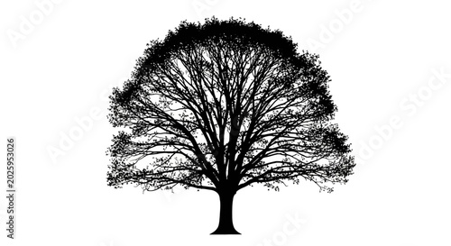 Bild auf Leinwand Silhouette of a large tree with sprawling branches and leaves against a white ba