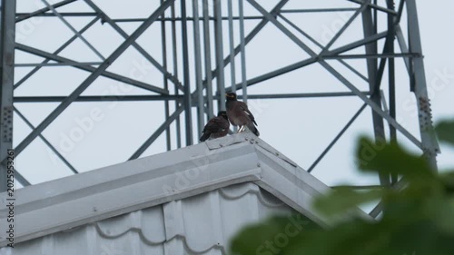 Two myna birds resting on roof apex with industrial metal tower background 4K footage